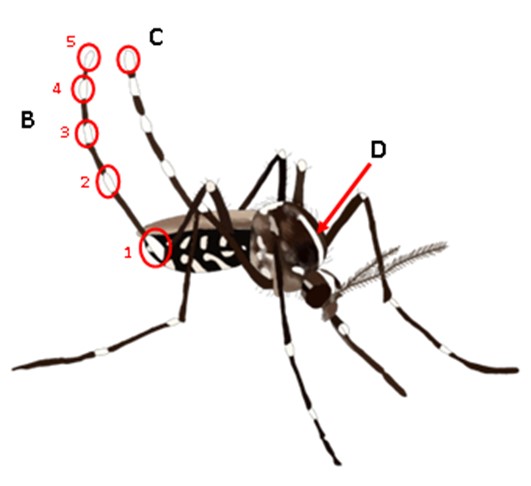 BestimmungsmerkmaleTigermücke